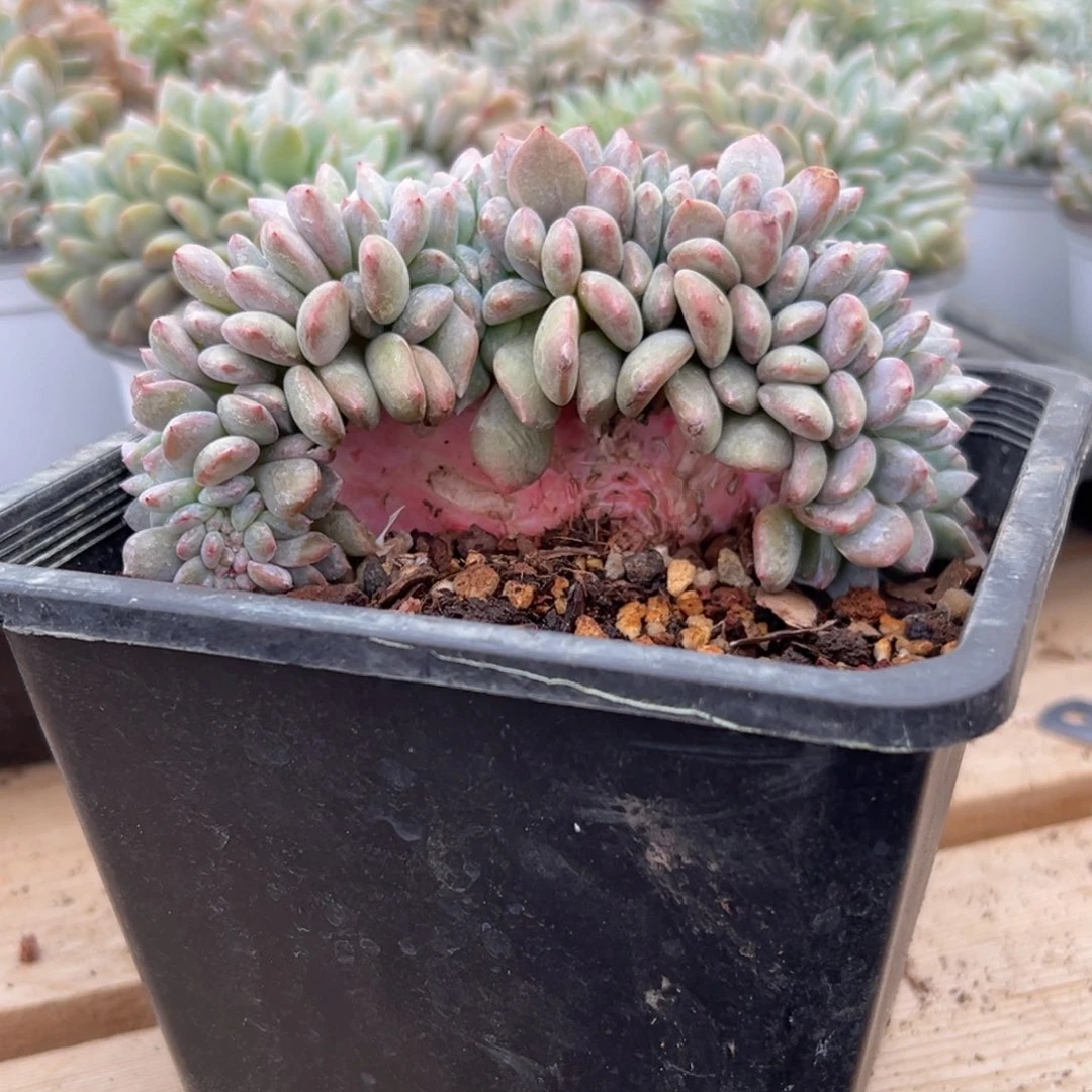 新年快乐 新年快乐