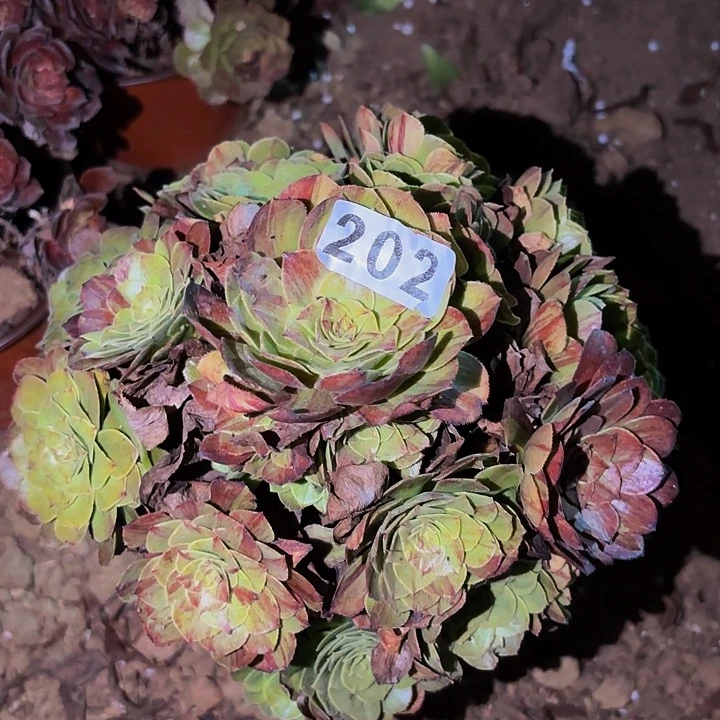 202花月夜多肉植物不售后