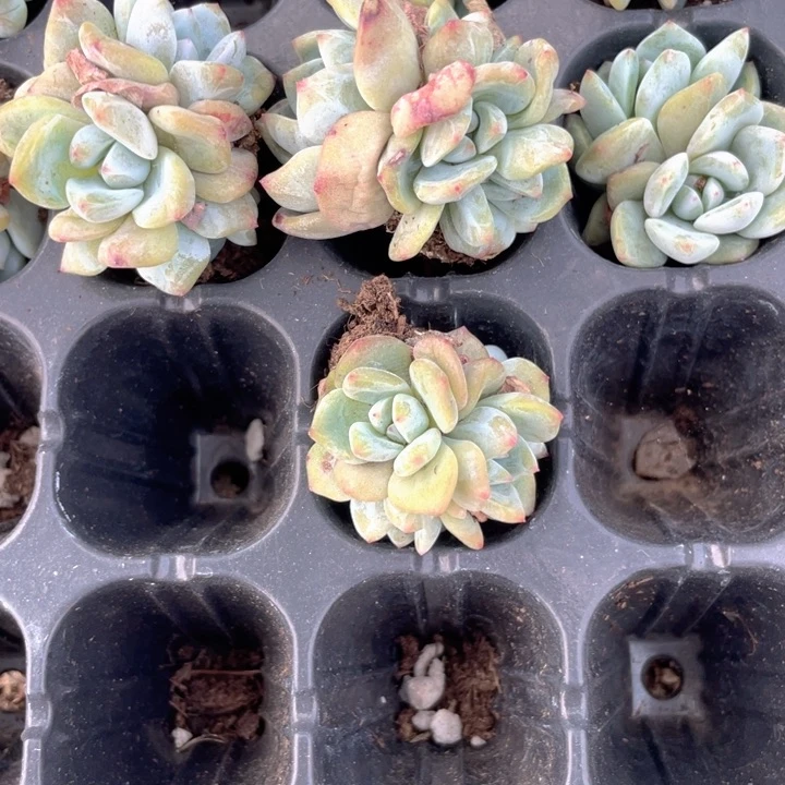 十*月星影5头发2颗满18