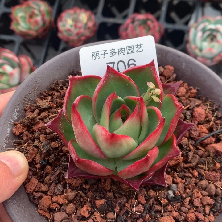 @****n706惊鸿福袋。尺寸7。多肉植物