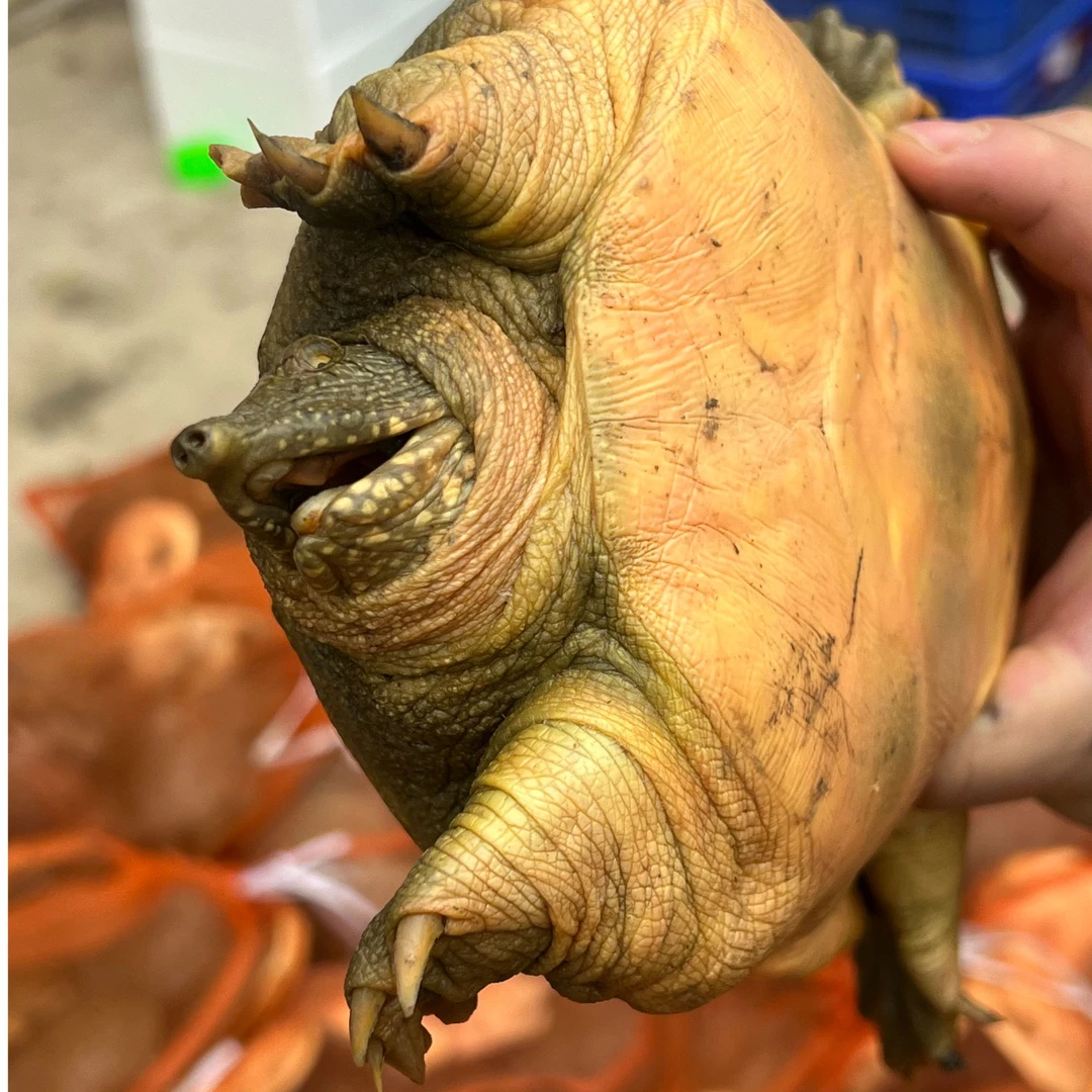 【100%外塘甲鱼】2只共6-7斤 户外生态散养 口感软糯 鲜活包邮到家