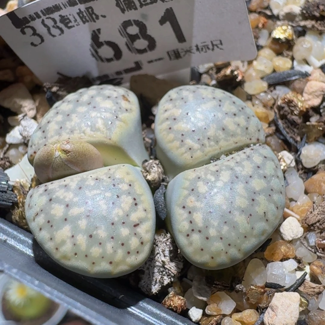 Ssss精品生石花681
