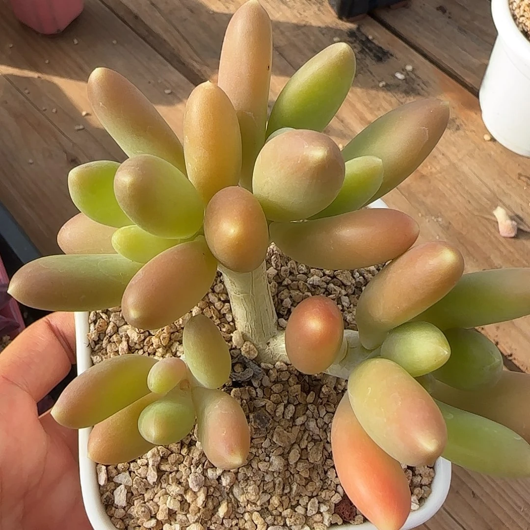 芒果奶不带盆土发货