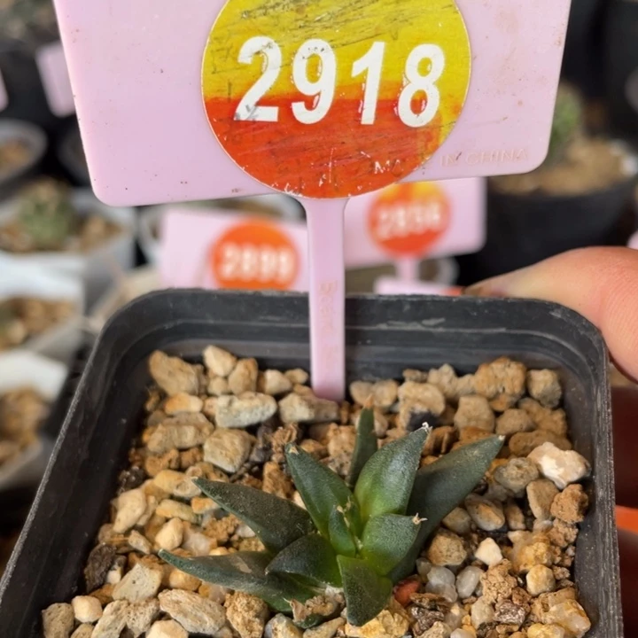 实生龙牙牡丹2918