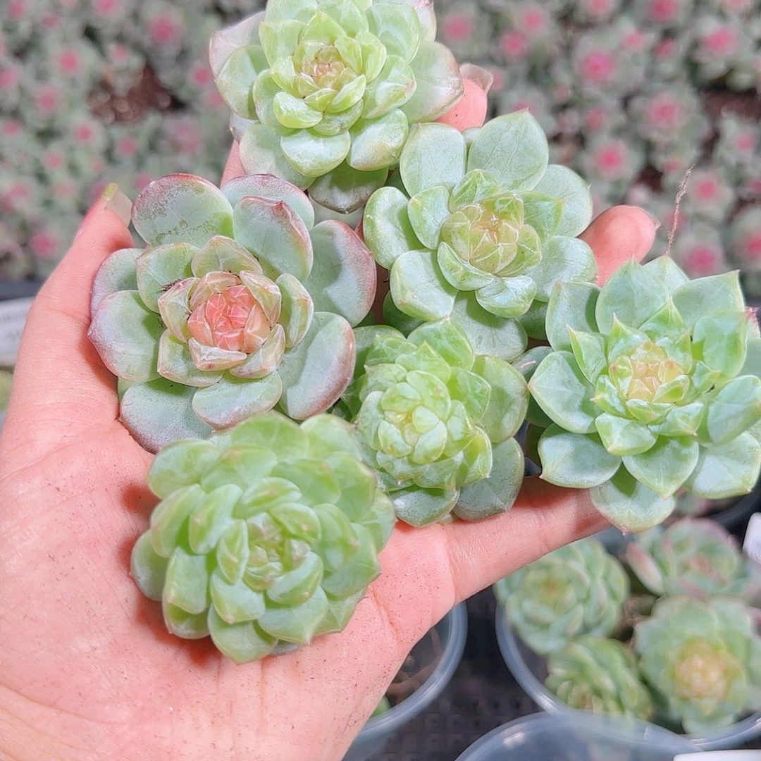0922-,-202糖心珍妮