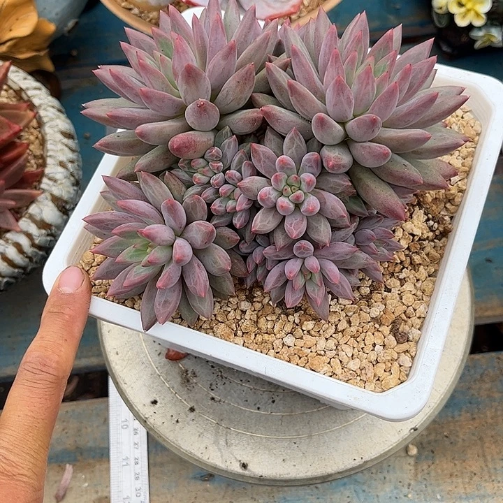 多肉植物一物一拍