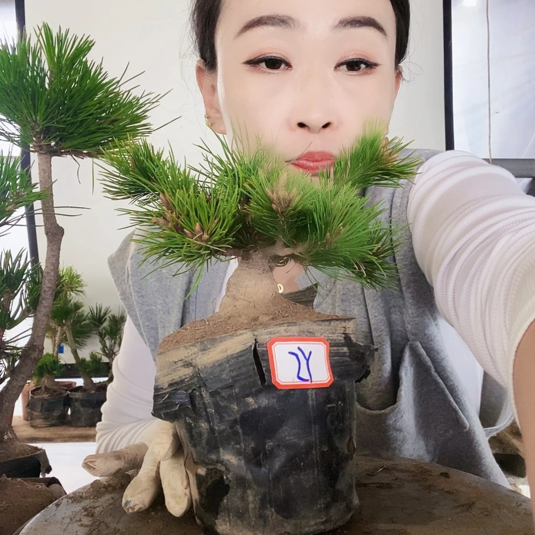 无花朵植物形态多年生草本