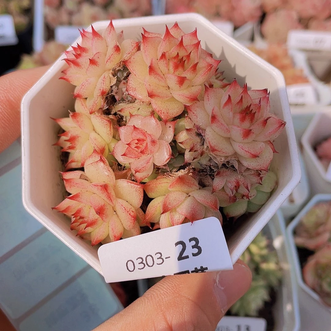 0000000000023一物一拍