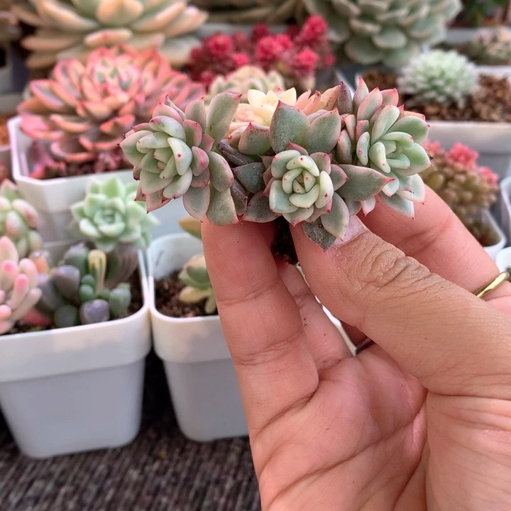 绿爪群生覆轮锦有根