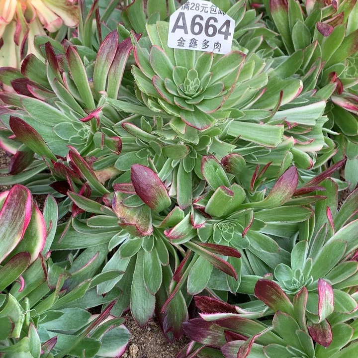 流*664多肉植物一物一拍