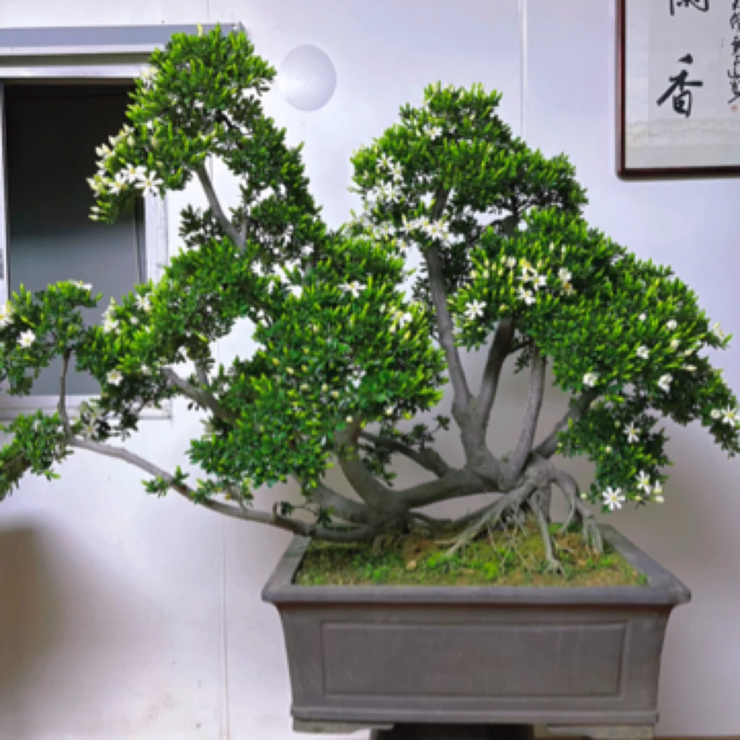 精品冠珠栀子花老桩