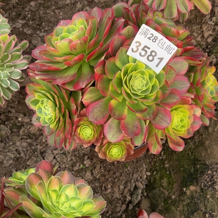 3581奶白多肉植物