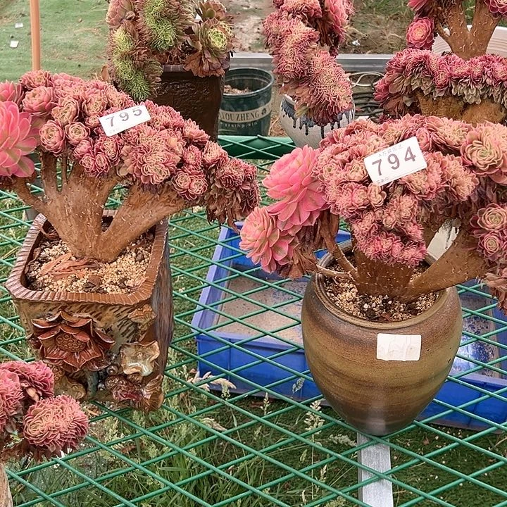 无花朵795794倾城缀多肉