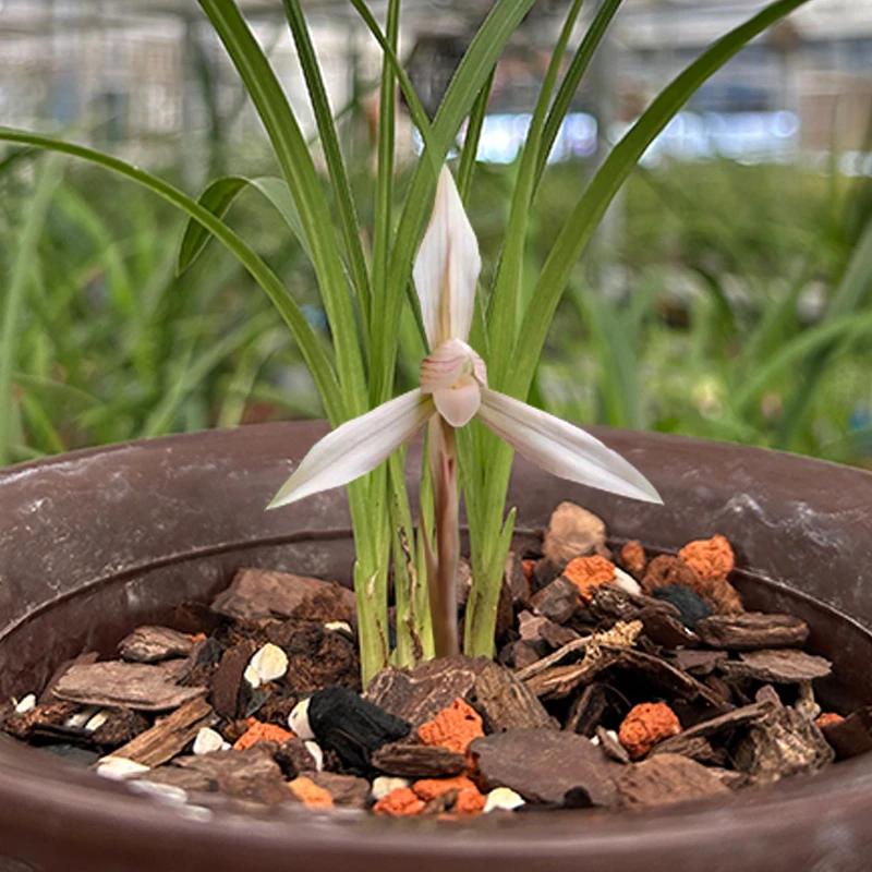 赵鹏推荐--春兰麻壳素