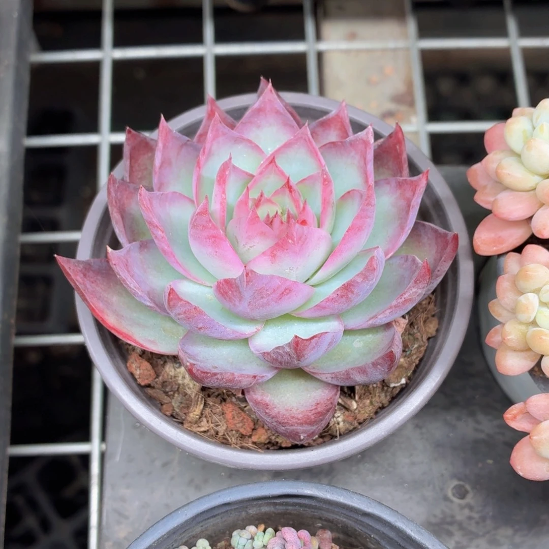 大惊鸿多肉9.9包邮发货