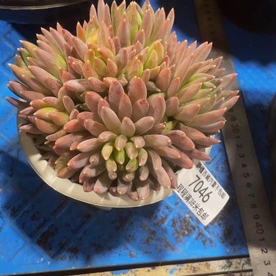 会****?炫彩星7046多肉