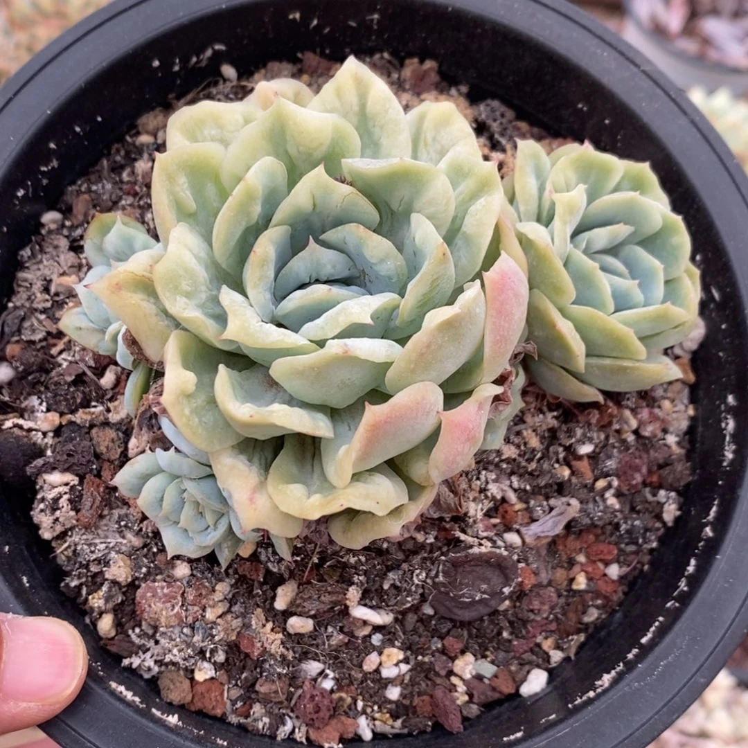 泡泡莎（寄养1号）3926