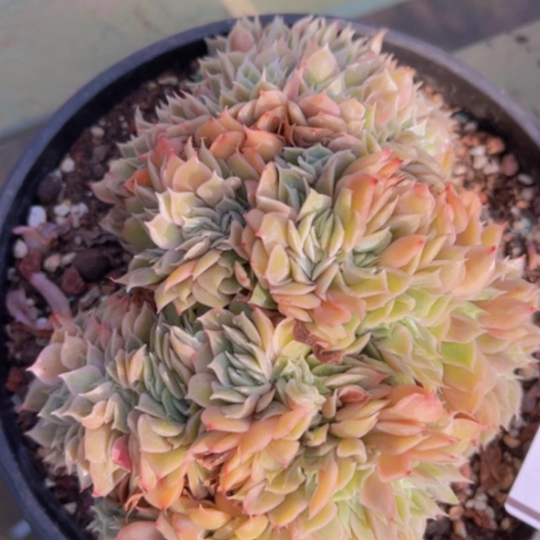 【闪购商品】昂斯诺缀28255