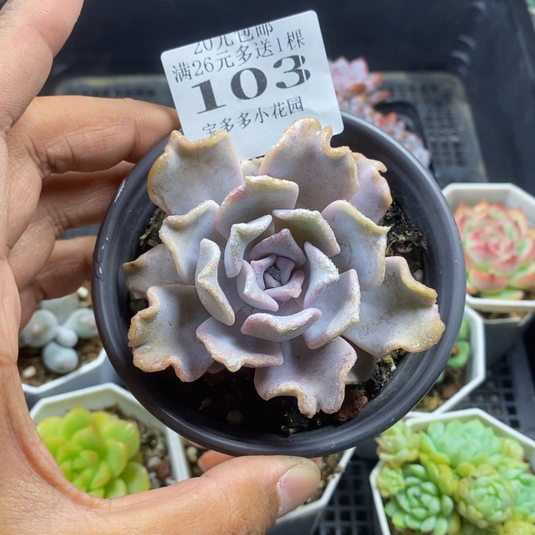 白饺子皮一物一拍满20包邮满26送一颗多肉