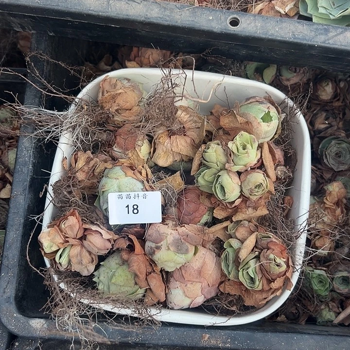 苗苗18山地玫瑰瑕疵不售后