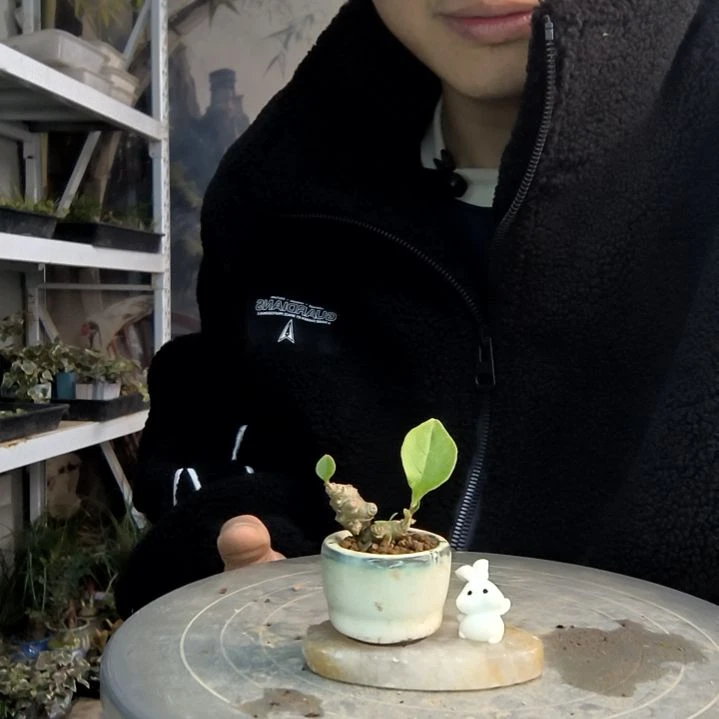 北***ザ小盆景小植物一物一拍82