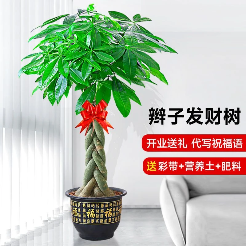 辫子发财树盆栽 大招财树盆景办公室乔迁开张除甲醛客厅室内植物