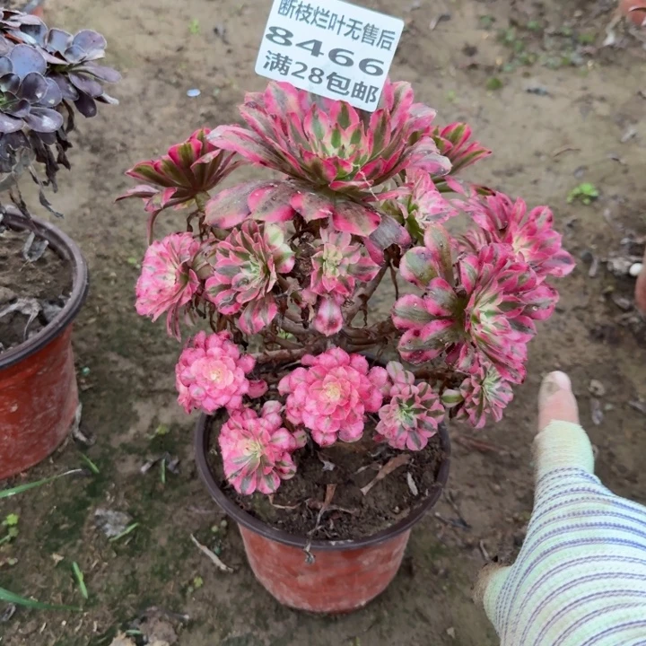 8466二号棚红铜壶D