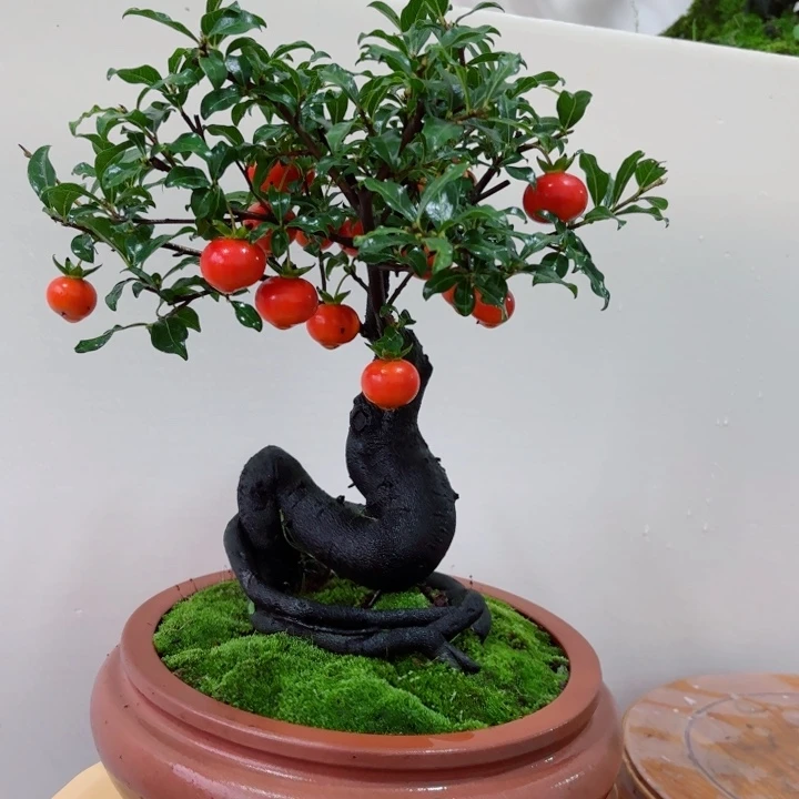 无花朵独****品金弹子盆景树