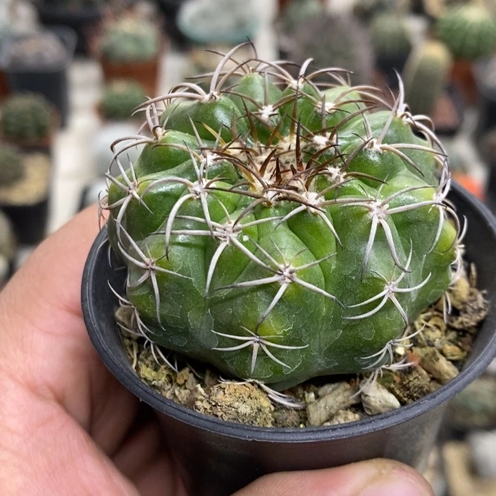 实生圆盘玉特价福利