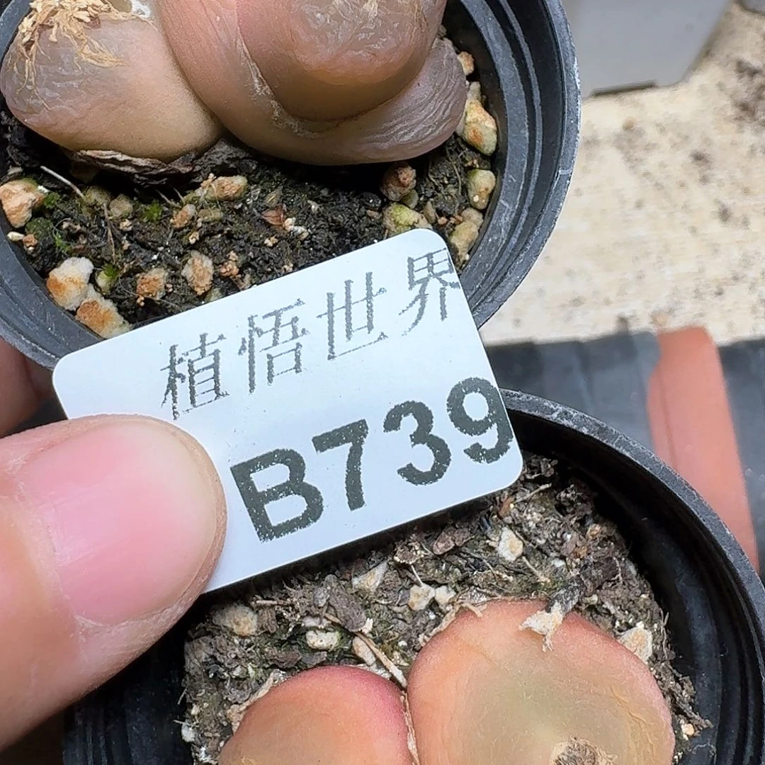 739号的植物哇c vv h b