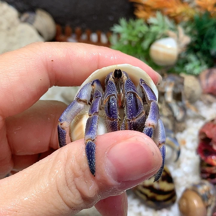 2.1口径奔跑的寄居蟹20号