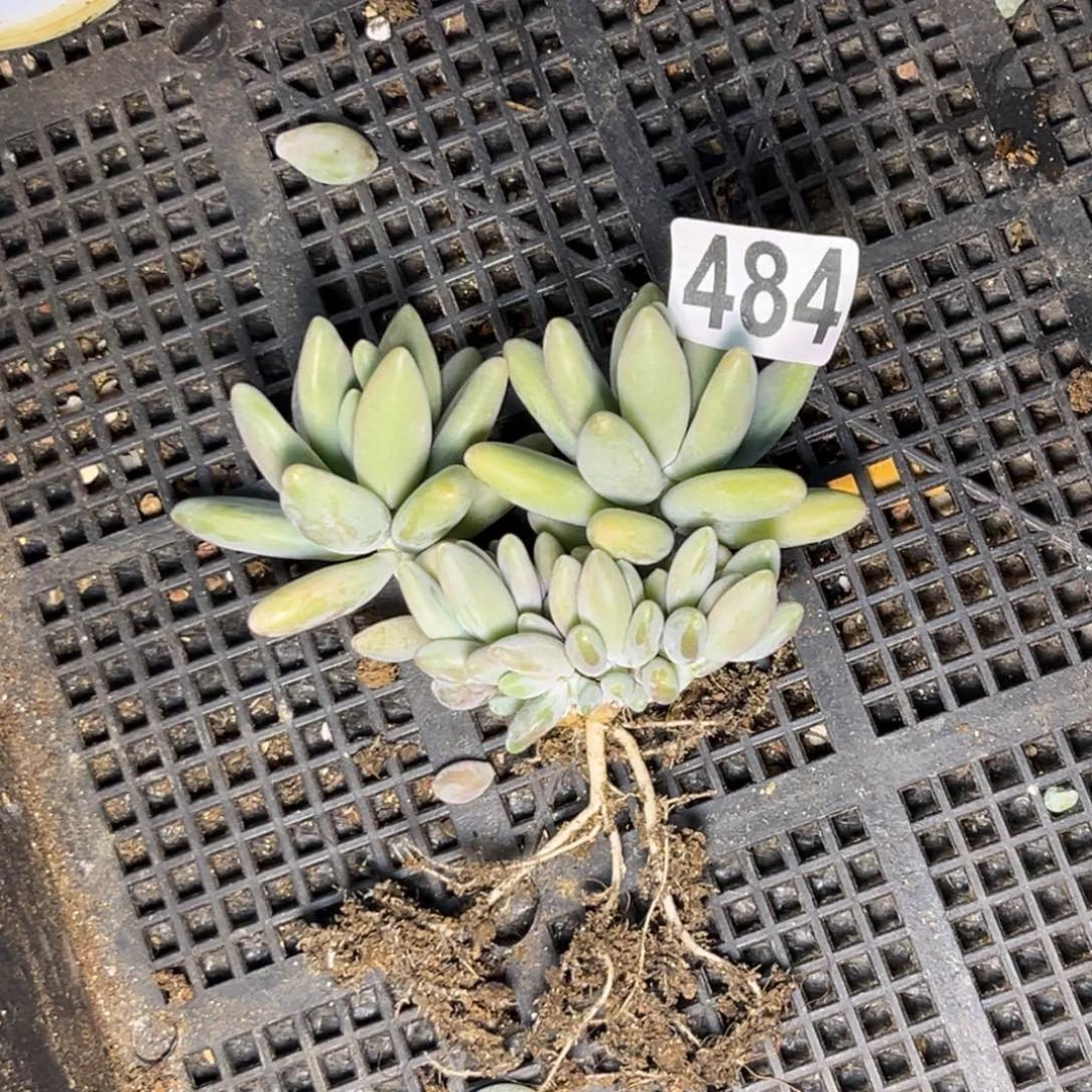 神**姐多肉植物白兰迪484