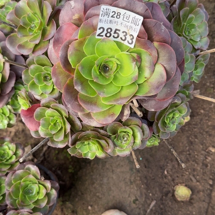 28533魅金多肉植物
