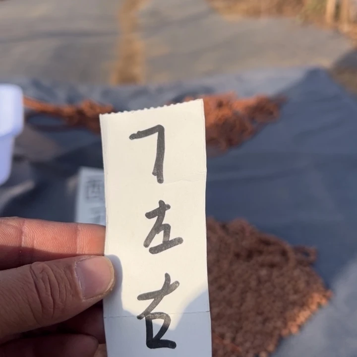 吊坠凤眼菩提文玩酸枣核