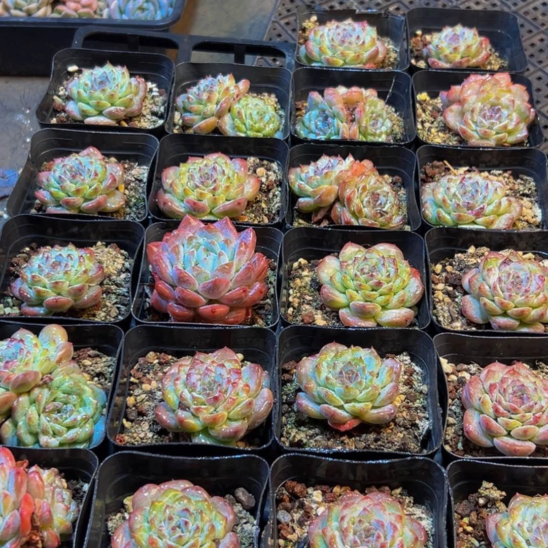 188多肉的小龙虾和一个大西瓜