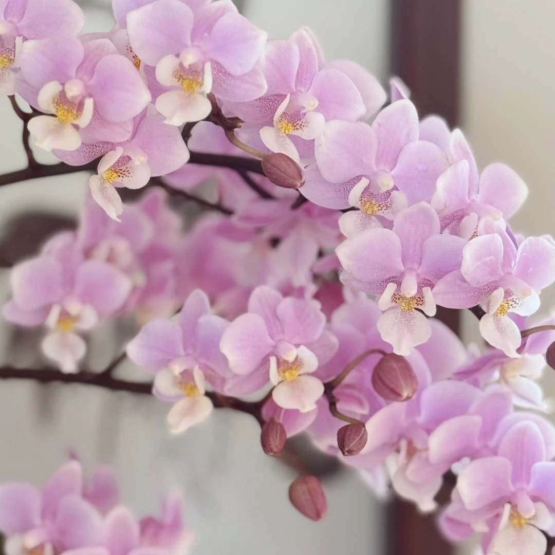 樱兰进口洋兰3.0寸杯正价买即赠随机花后苗室内盆栽蝴蝶兰办公室