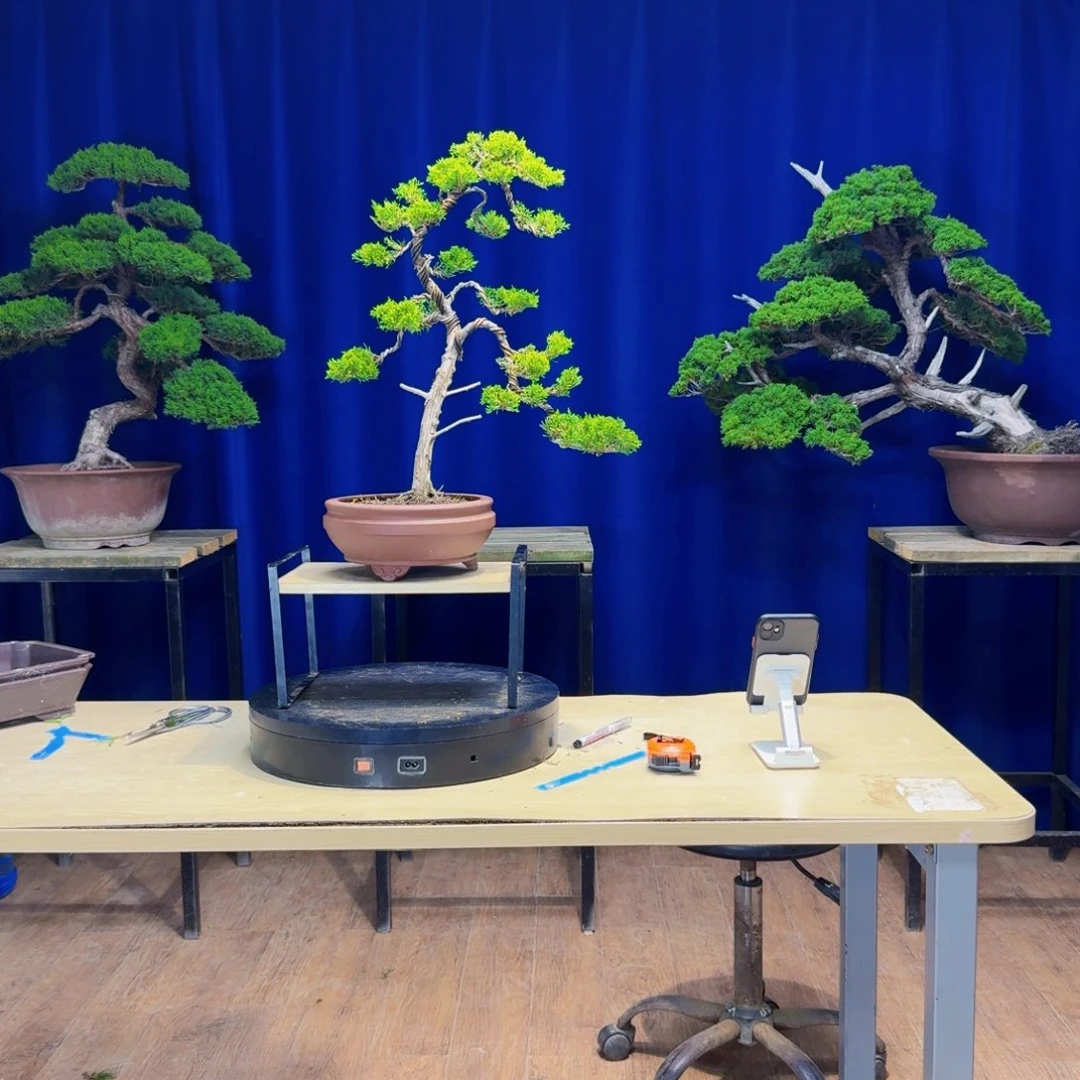 无花朵真柏盆景真柏盆景