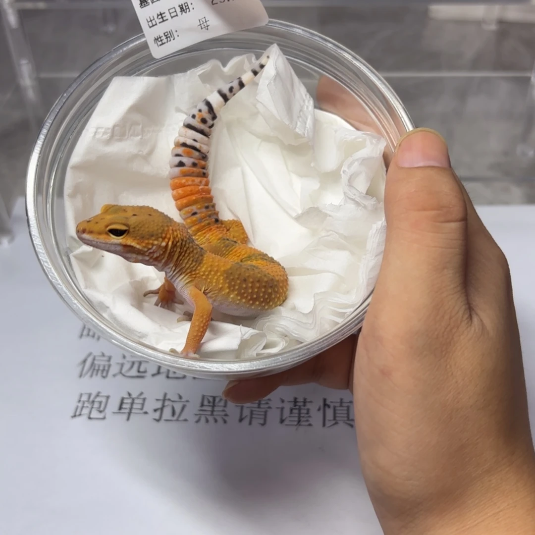 豹纹守宫豹纹守宫翡翠妹妹