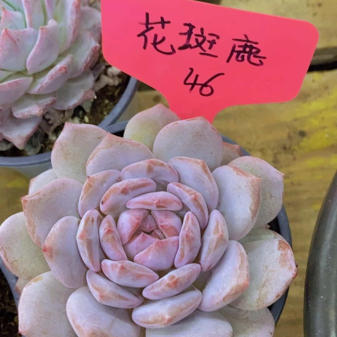 开心多肉，一物一拍，价格不做对比，不保价