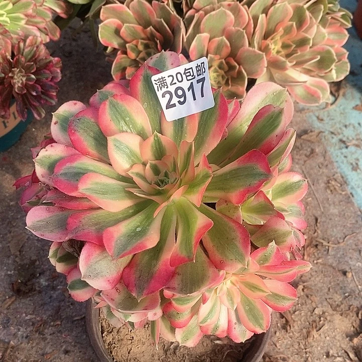 2917 一颗美杜莎法师