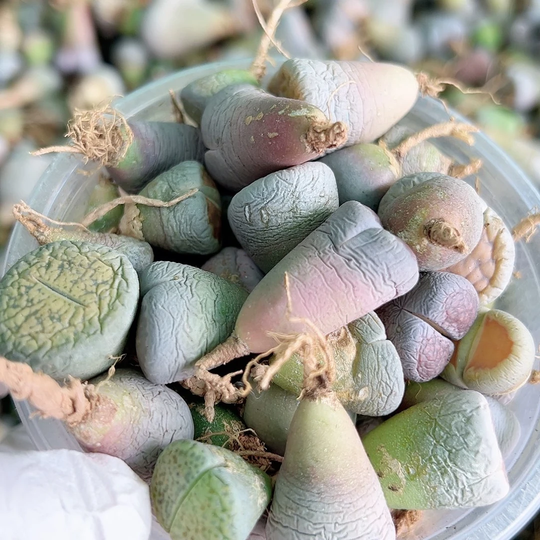 1000四年生石花母本混合50个有瑕疵特价处理