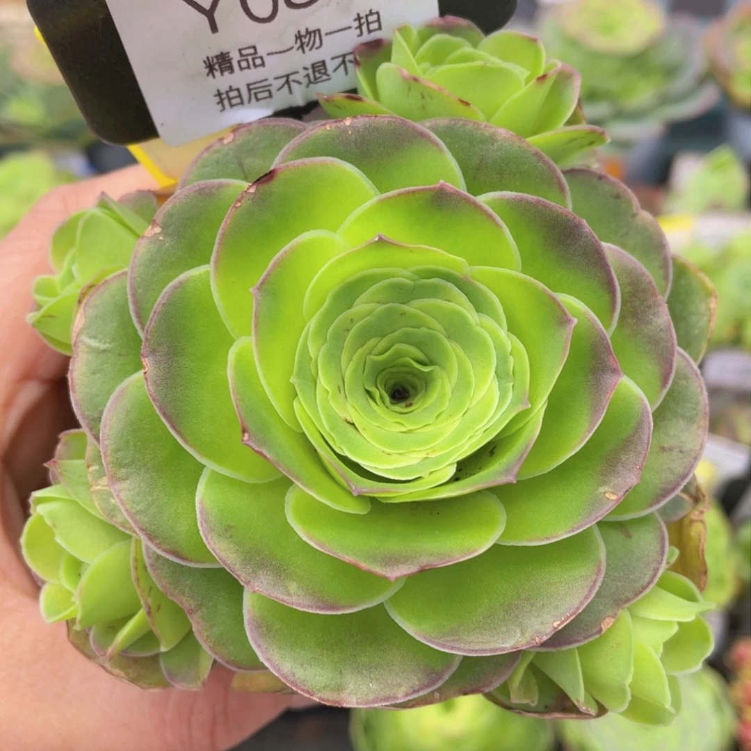 粉红舞鞋玫瑰福利084