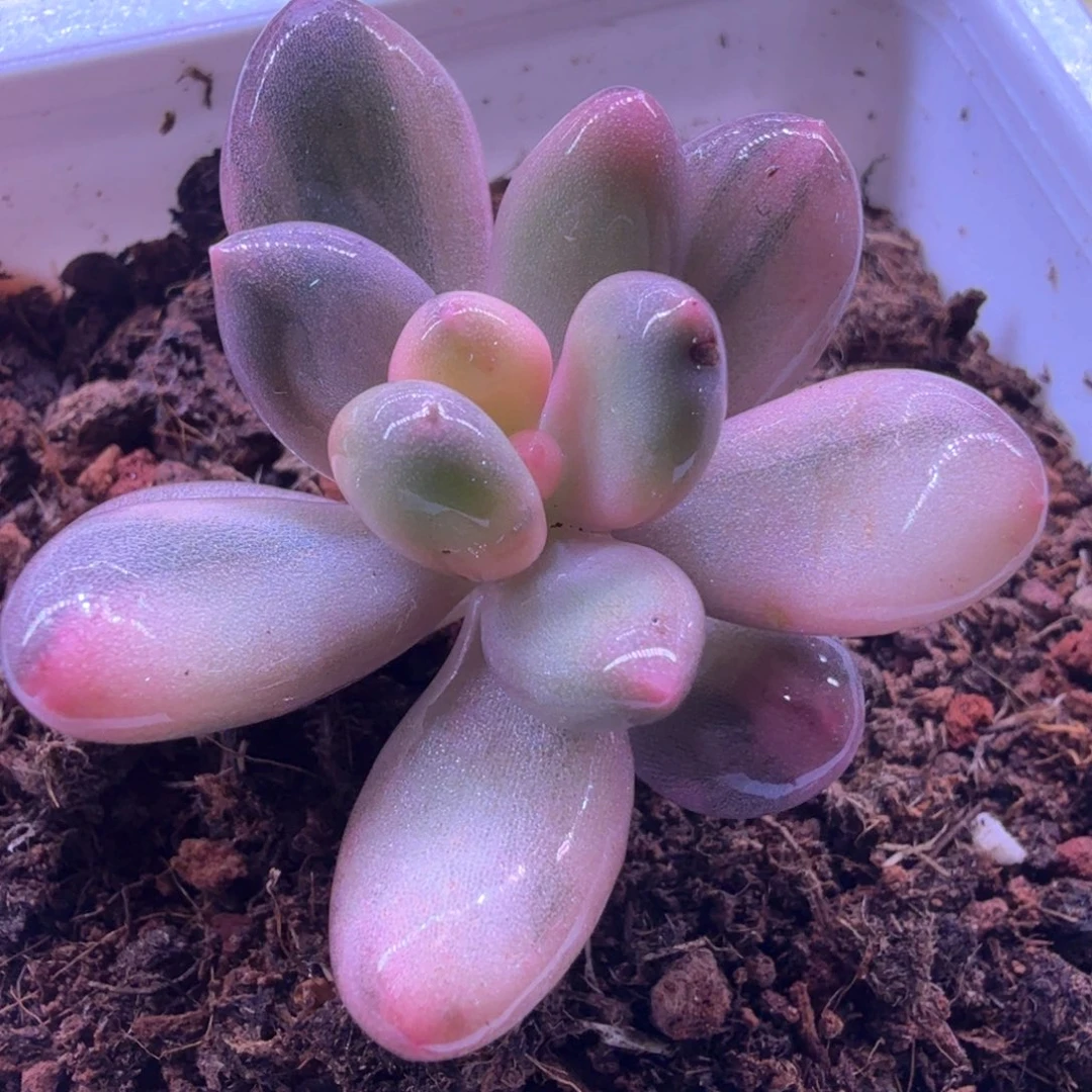 美人锦 多肉植物锦