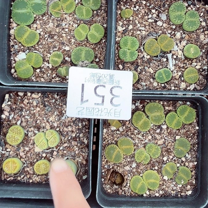 是一个不想被束缚到自己351