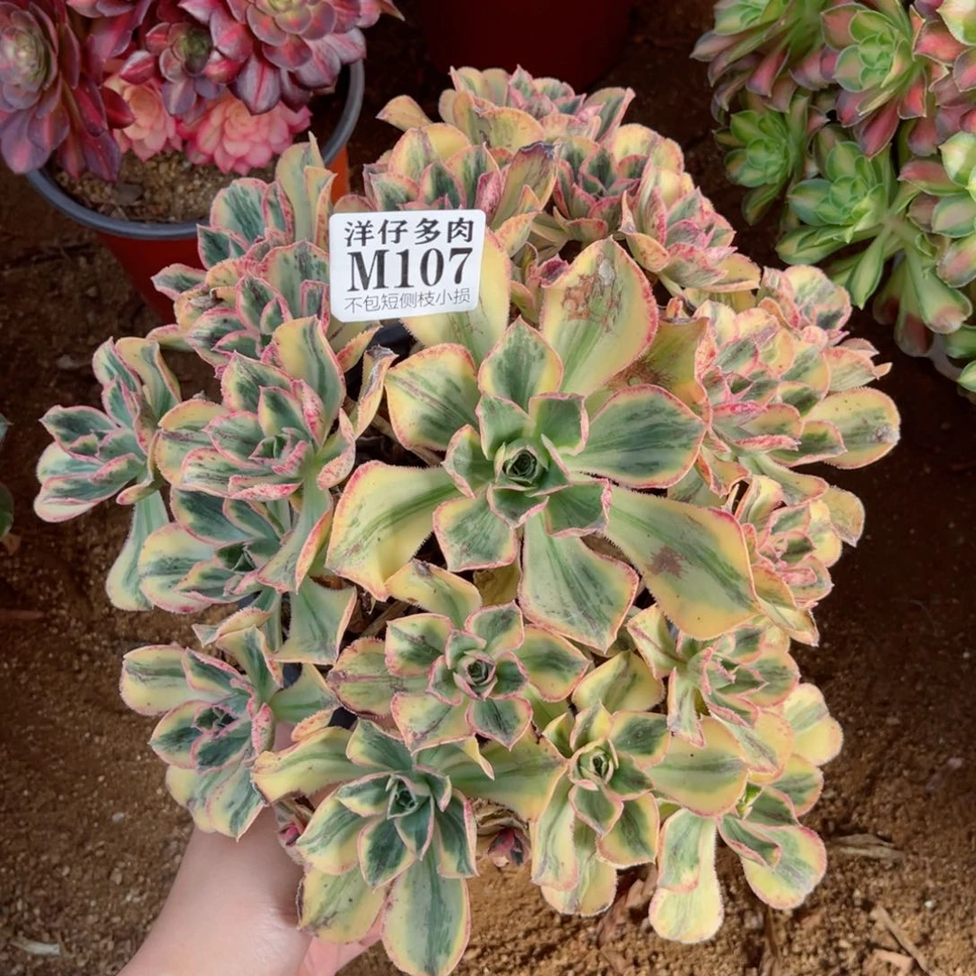 107青花瓷 冠幅 25左右