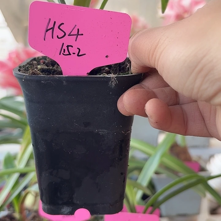 无花朵hs4朱顶红直径1.5-2