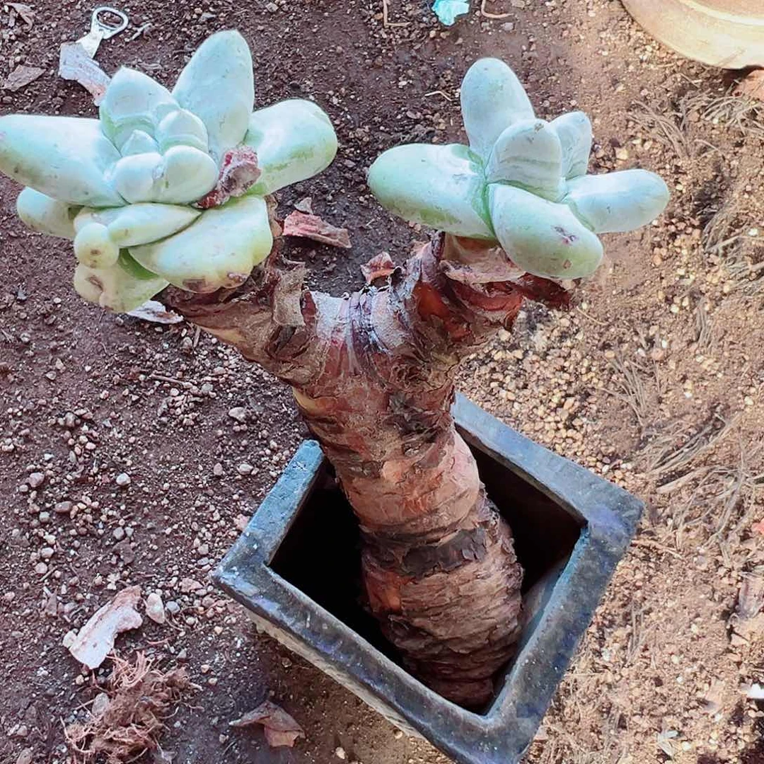 9061拇指仙女杯多肉