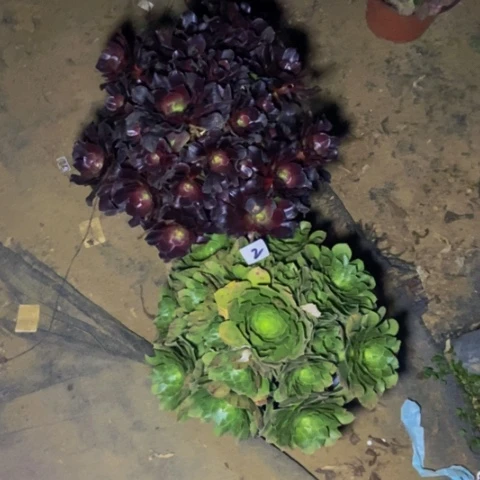 失****?梅花博迪 绿体万圣节多肉2多肉