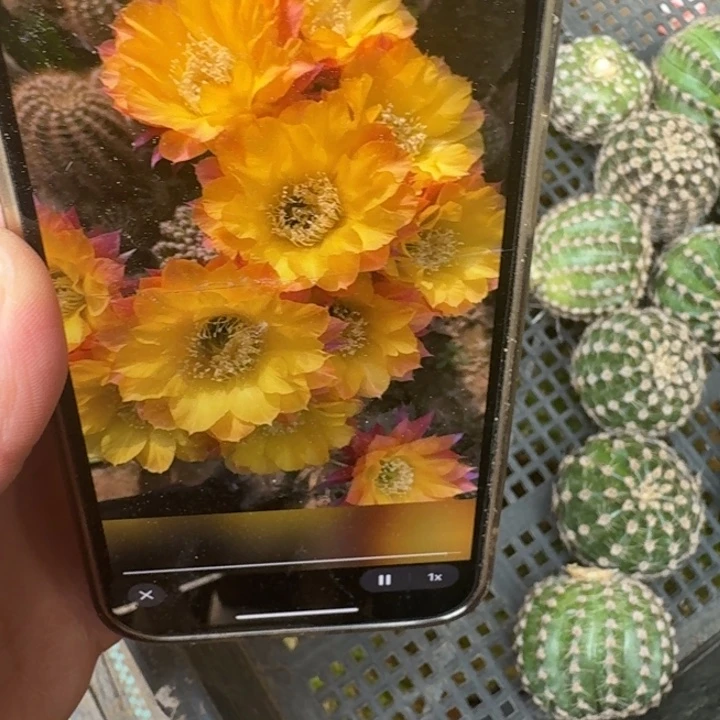 255彩草激流歪无根侧牙4公分左右