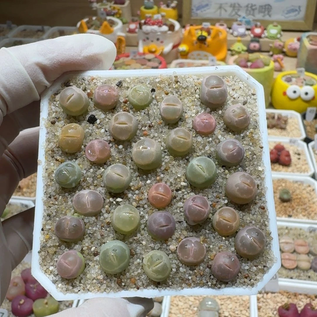 红陶沅*团0204-05橄榄生石花花